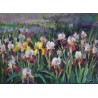 Field with irises (0100)